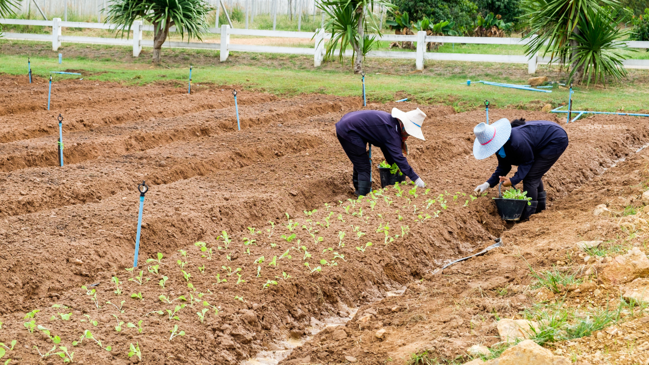 two farmers are working on farming land