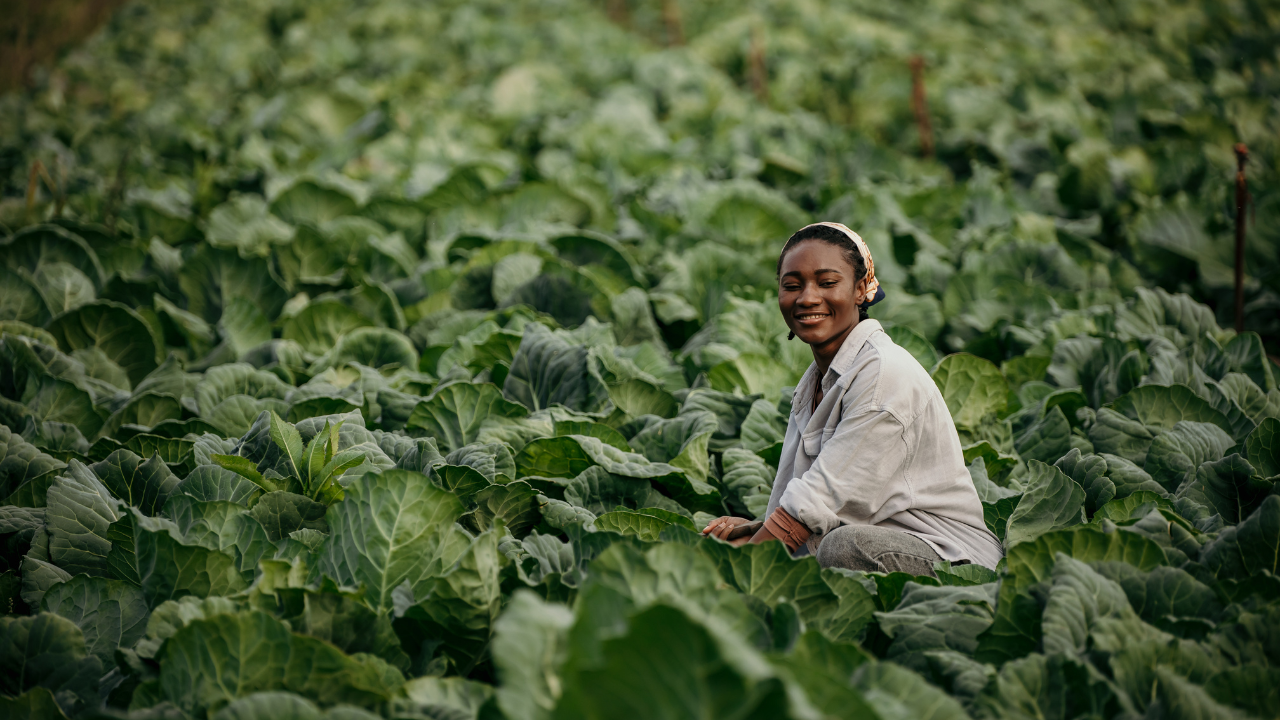 femaie in tobacco field <br />
Young female farmer smiling in lush green cabbage field
