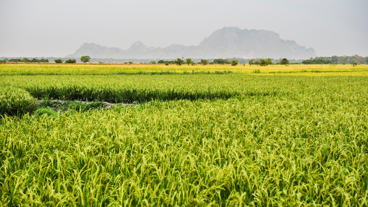 green farm land A lush green farmland extending to the horizon in Nigeria