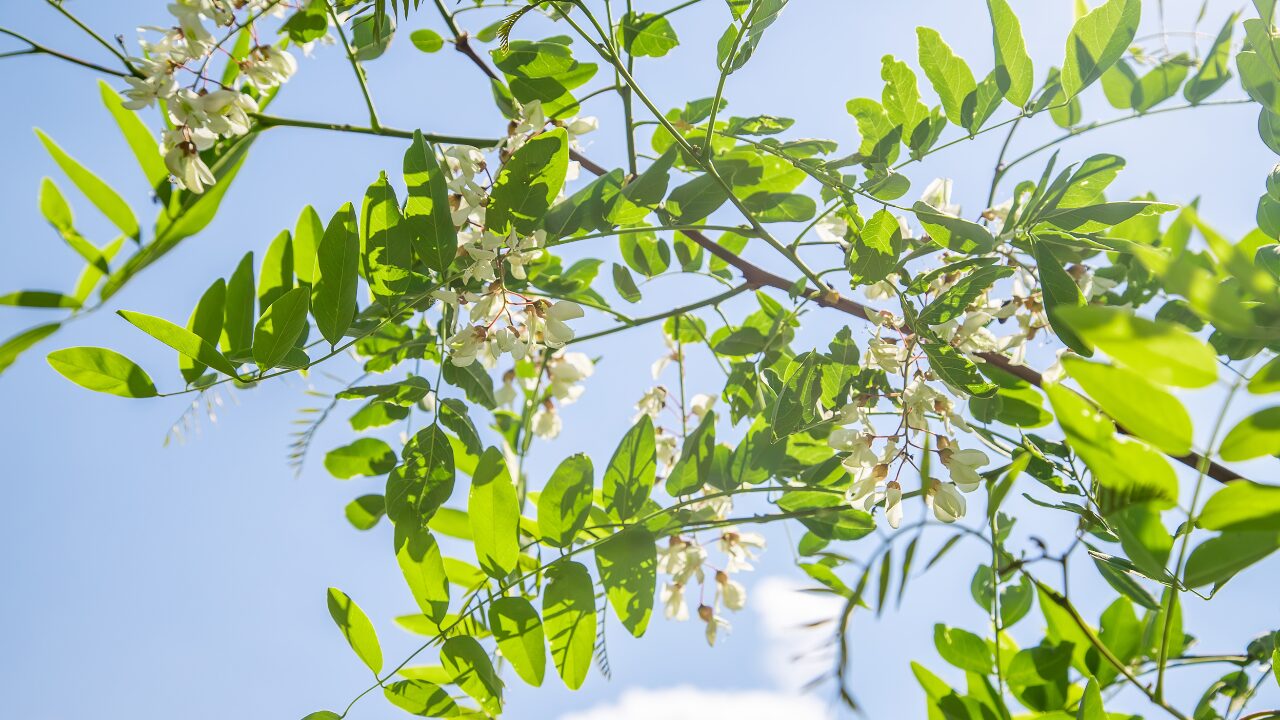 moringa with flower moringa trees with flower