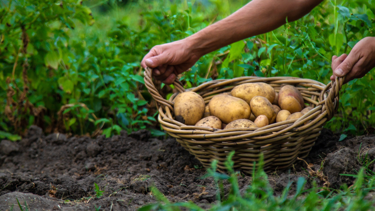 potato harvesting by a black woman