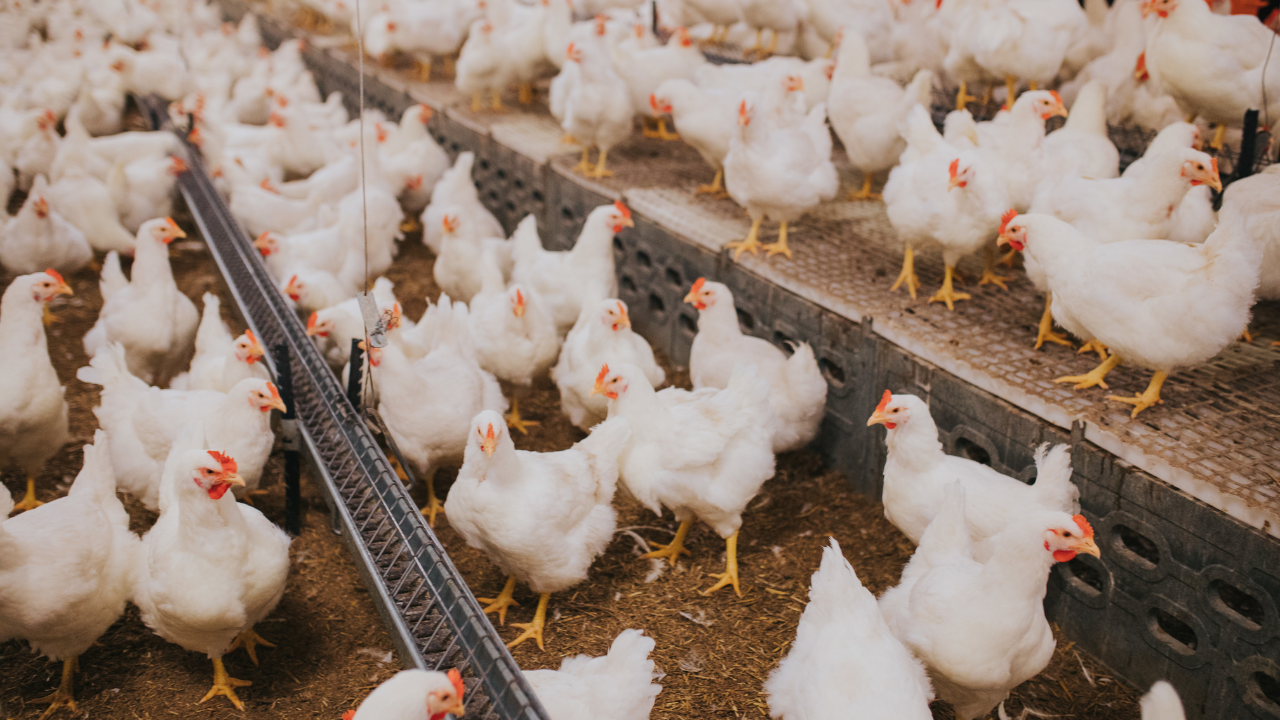 poultry Rows of chickens in a poultry farm in Nigeria
