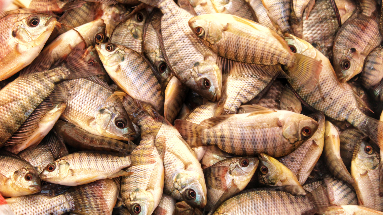 Pile of freshly caught tilapia fish in Kenya laid out on a surface