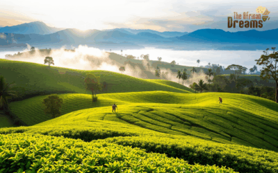 The Potential of Tea Industry in Uganda