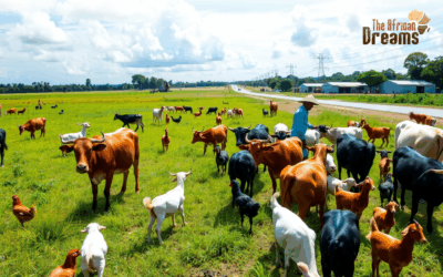 Growing Potential of Uganda’s Livestock Industry