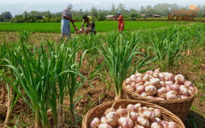 Unlocking the Potential of Congo’s Garlic Industry: Opportunities and Challenges
