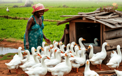 Duck Farming in Uganda