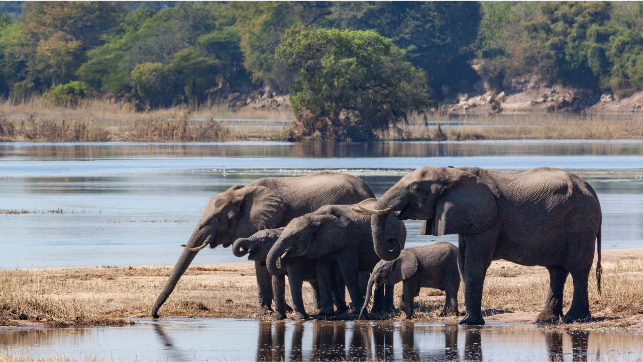 Mana Pools National Park Mana Pools National Park