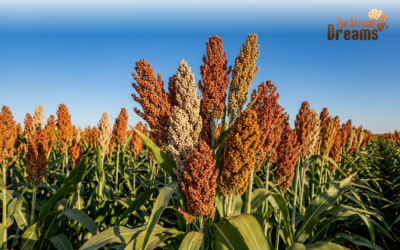 Sustainable Sorghum Industry in Tanzania: Investment Opportunities