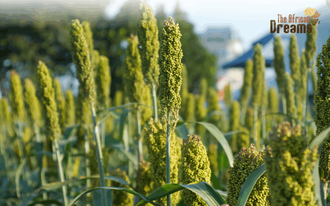 Zimbabwe’s Agriculture: Sorghum and Millet Production and Consumption.