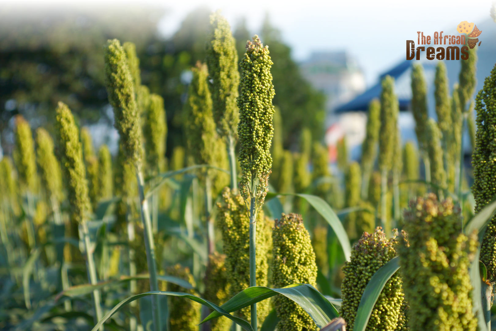 Zimbabwean farmers harvesting sorghum and millet in golden fields under a warm sunrise, symbolizing sustainable agriculture and food security.