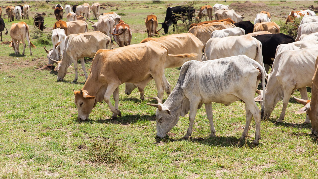 The Livestock Development Project (PRODEL)