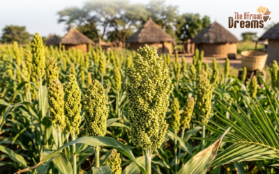 Zimbabwe’s Agriculture: Sorghum and Millet Production and Consumption.