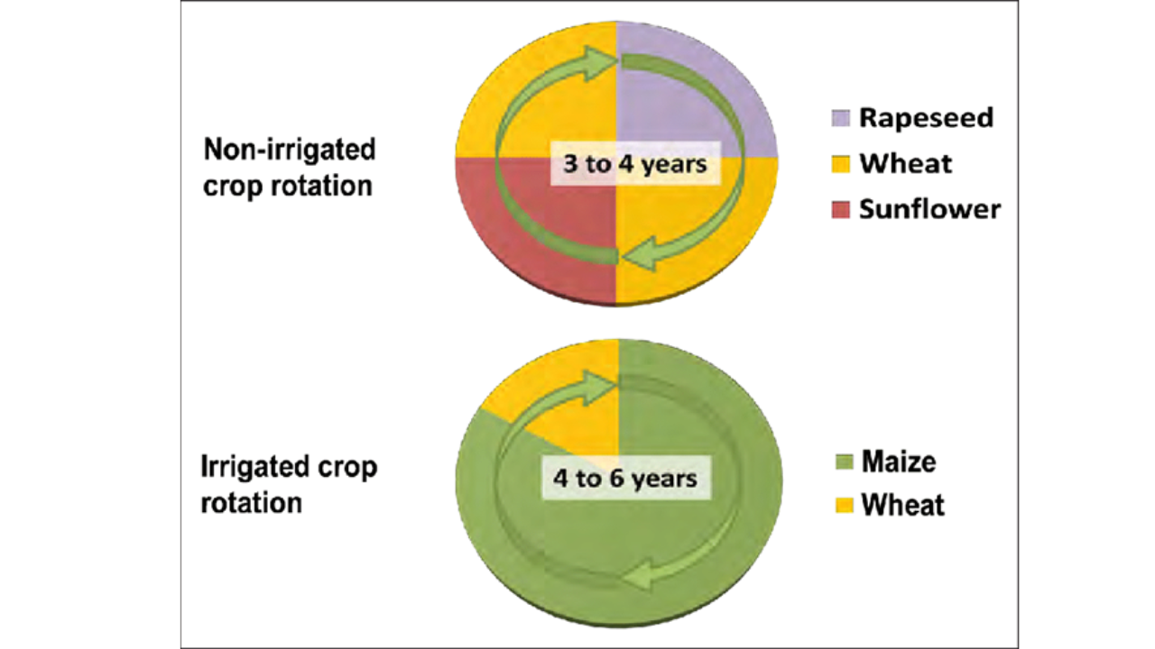 Crop Rotation