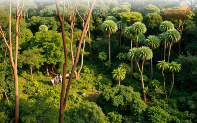 Balancing Mozambique’s Forest Conservation with Responsible Logging