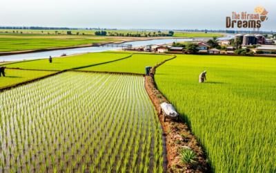 Invest in Senegal: Discover Opportunities in the Rice Industry