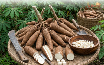 The Impact of Cassava in Uganda