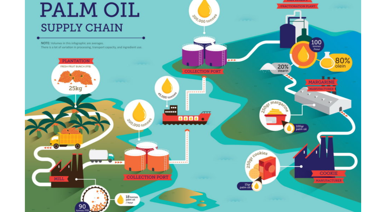 A visualization of the value chain process of palm oil production
