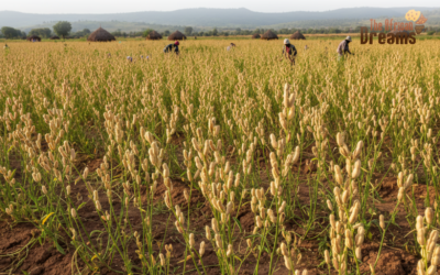 The Role of Sesame Seeds in Ethiopia’s Economy