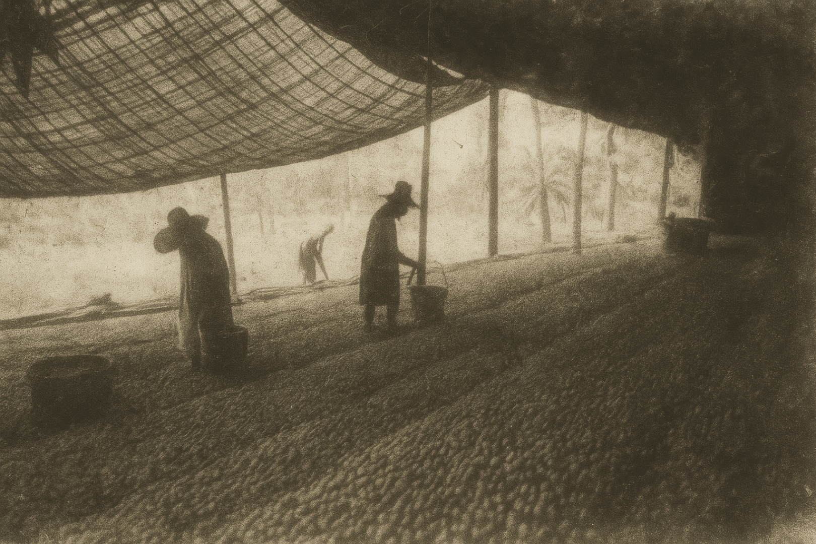 Sierra Leone Coffee Investment Landscape.png Attachment Details An-illustration-of-coffee-harvesting-and-drying-in-Sierra-Leone-during-colonial-