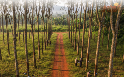 Opportunities in Uganda’s Rubber Industry
