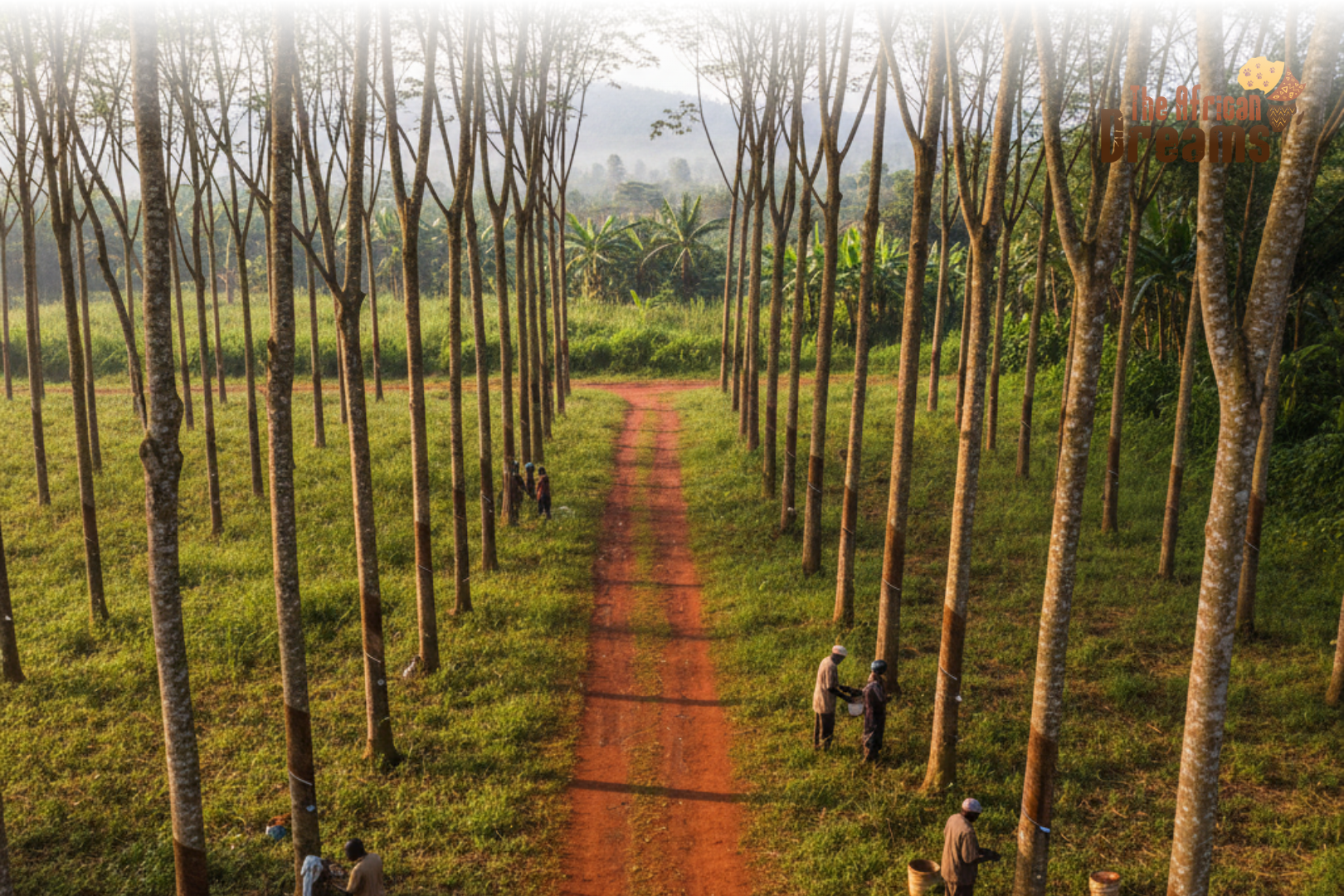 Uganda_Rubber_Plantation_Investment_Opportunity. Farmers tapping rubber trees in a green plantation in Uganda, collecting latex in cups along a red soil pathway under natural morning light.