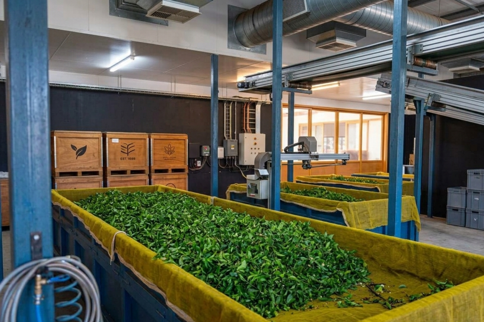 tea processing